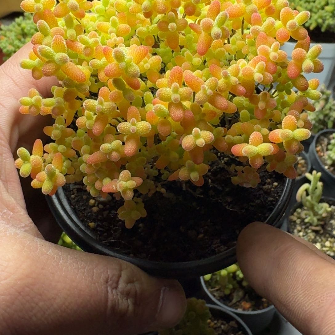 蜜橘 多肉植物枝干番杏