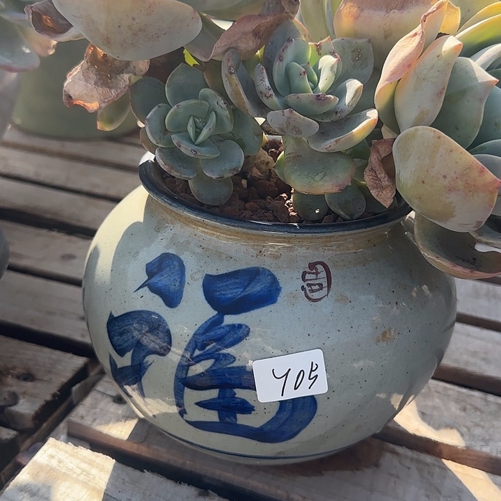 用****8705花盆血凤脱土发货不退不换