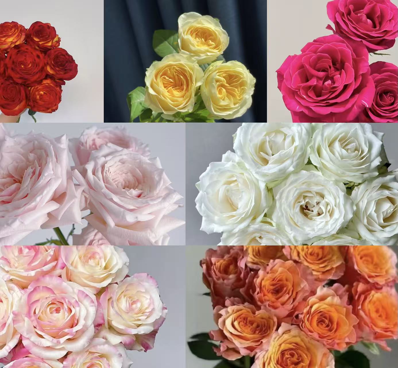 彩拼玫瑰--任意两单顺丰包邮