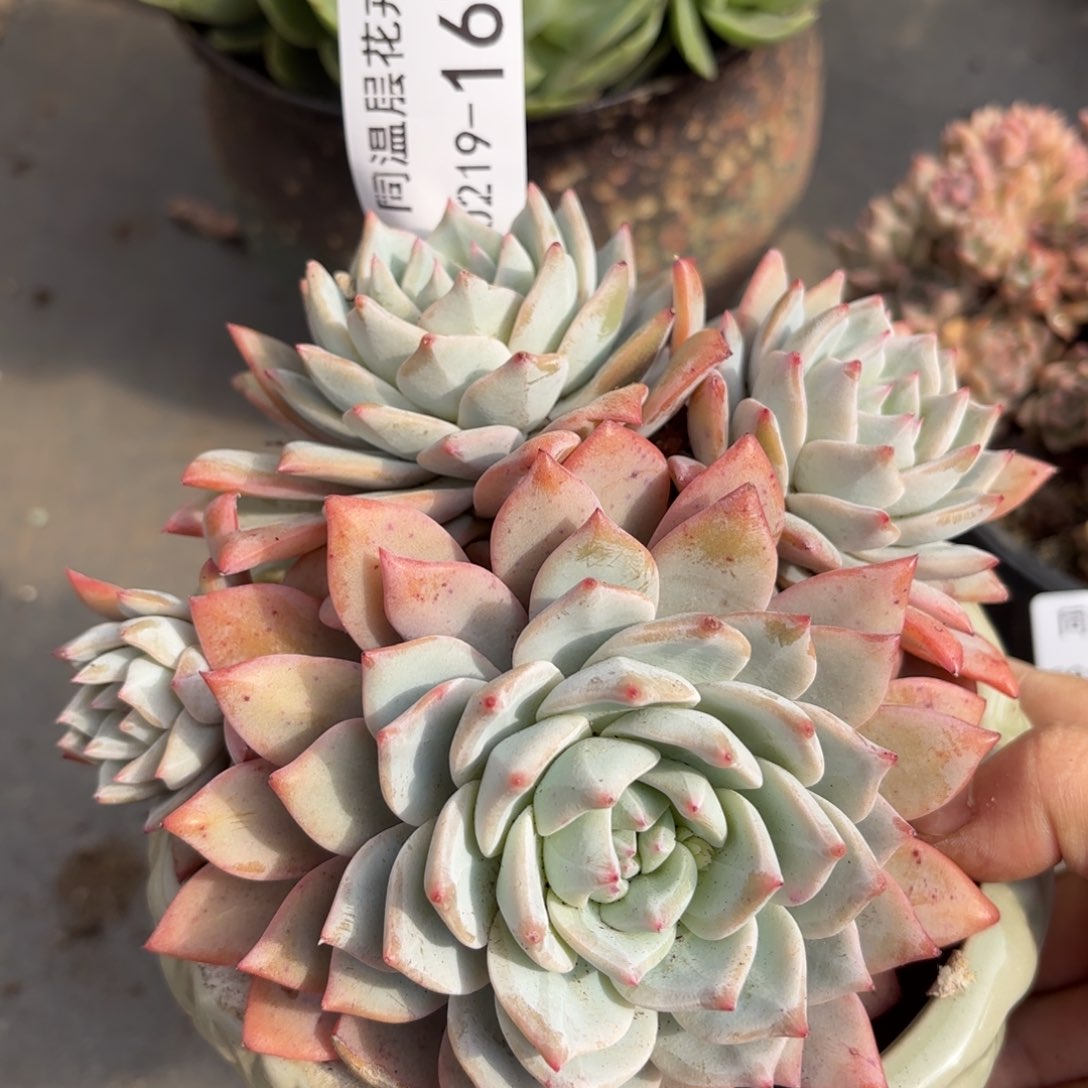 同温层多肉粉蓝鸟167