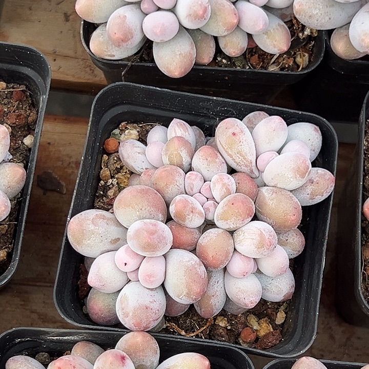 团  071  汤圆锦  叶插群