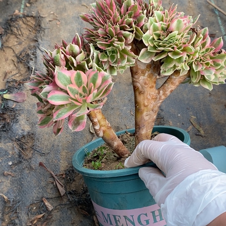 女巫缀17多肉植物法师法师