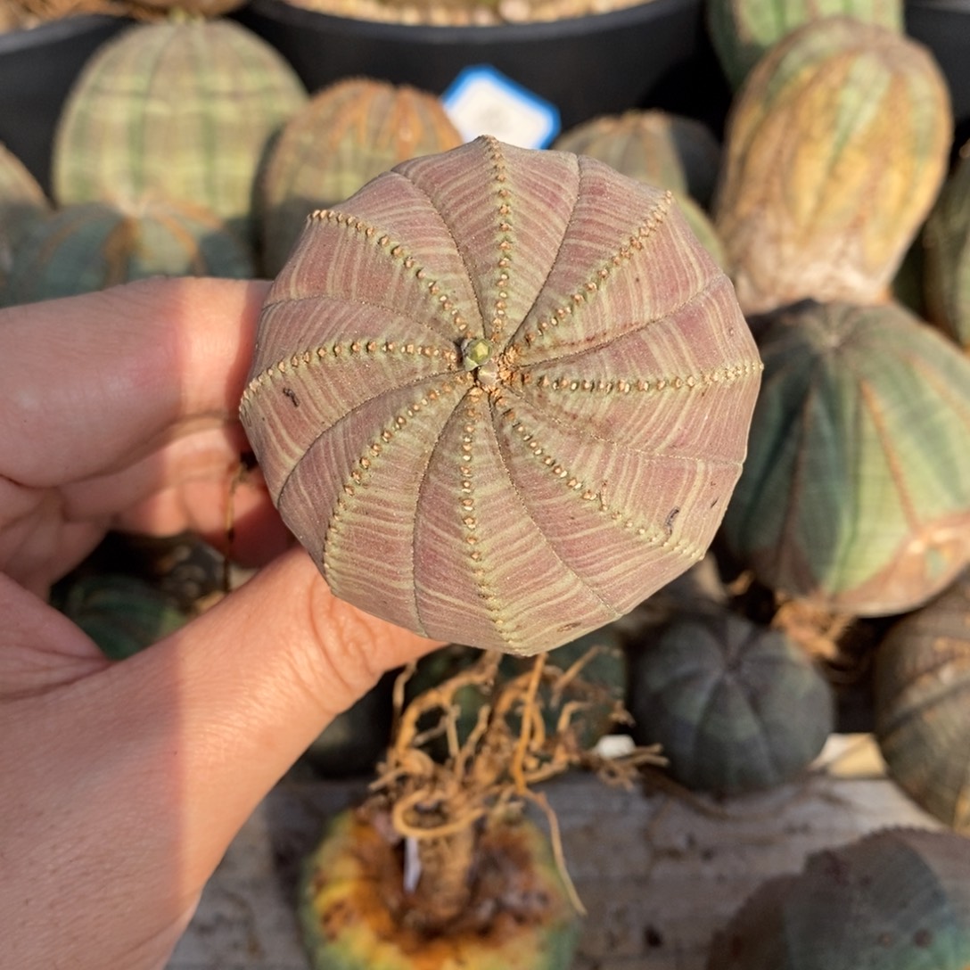 7 欧系实生布纹球多肉植物