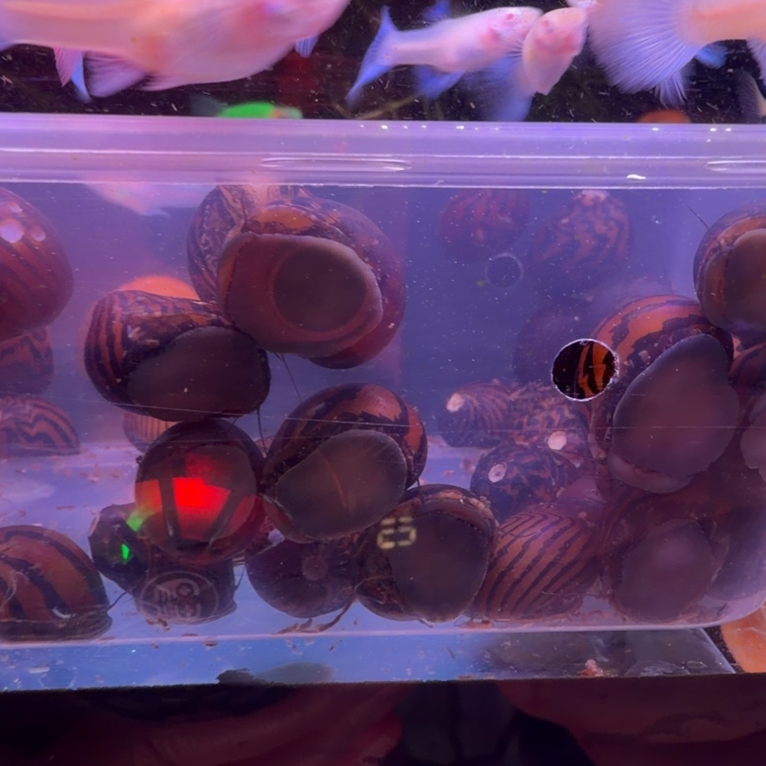 孔雀鱼斑马螺10只(6送4备损)