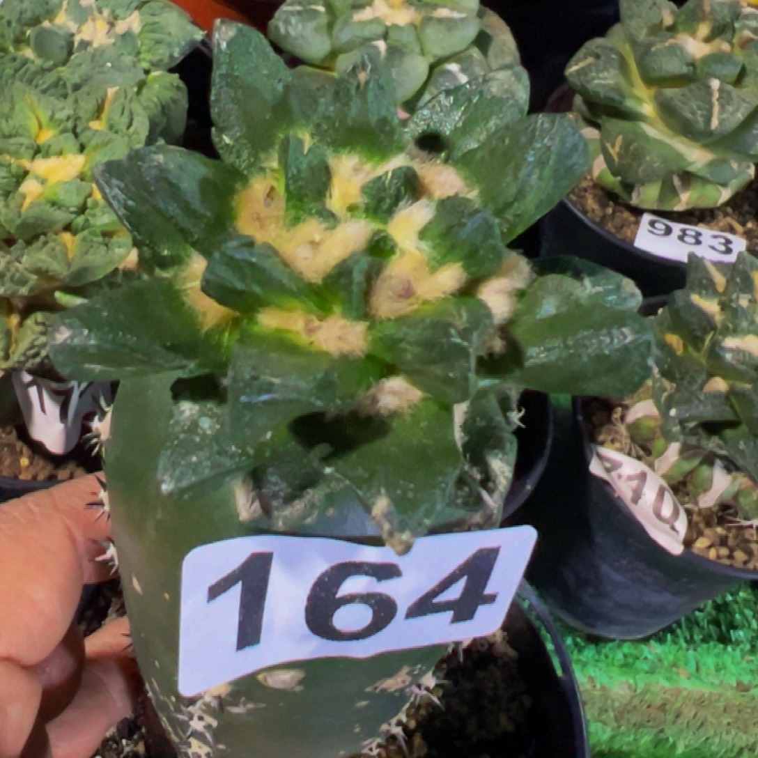 无花朵福利短尤龙角牡丹164