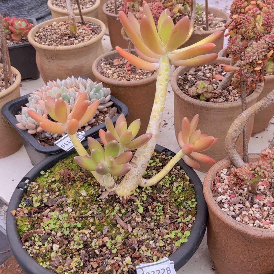 金蝉美人多肉植物23228