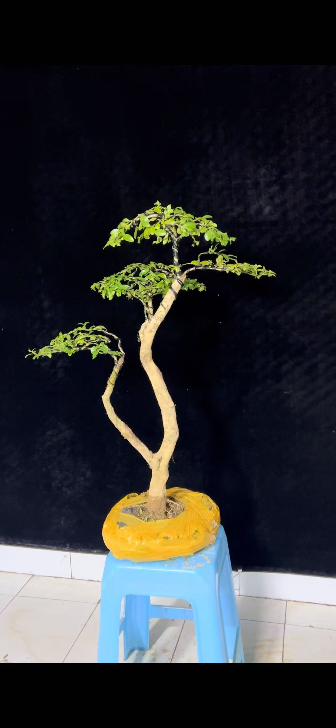 湖北恩施白皮瓜子黄杨盆景黄杨树黄荆造型珍珠黄杨木黄杨木盆景