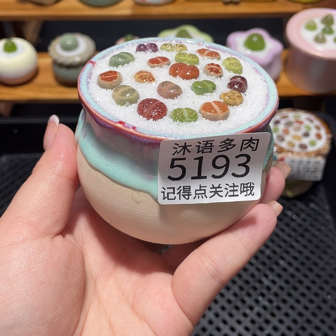 带盆土植物 一物一拍5193