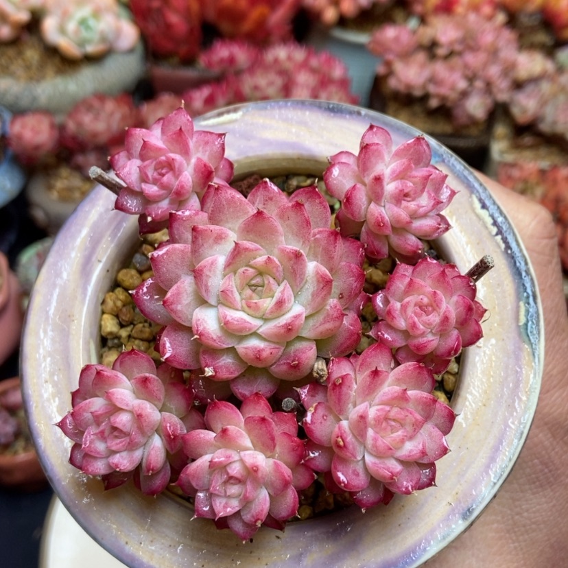 【闪购商品】女王群