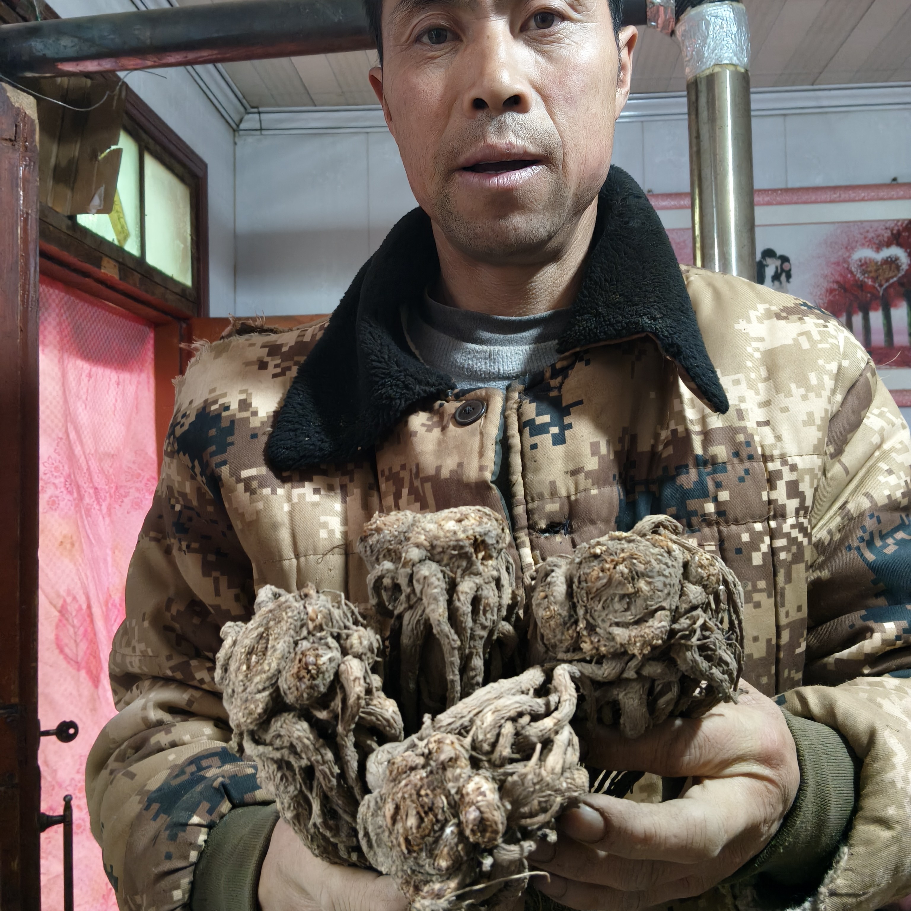 甘肃岷县特大七八成干当归无硫无熏煲汤泡酒煮水，