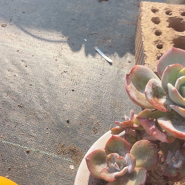 邱***姐865白凤脱土发货不退不换