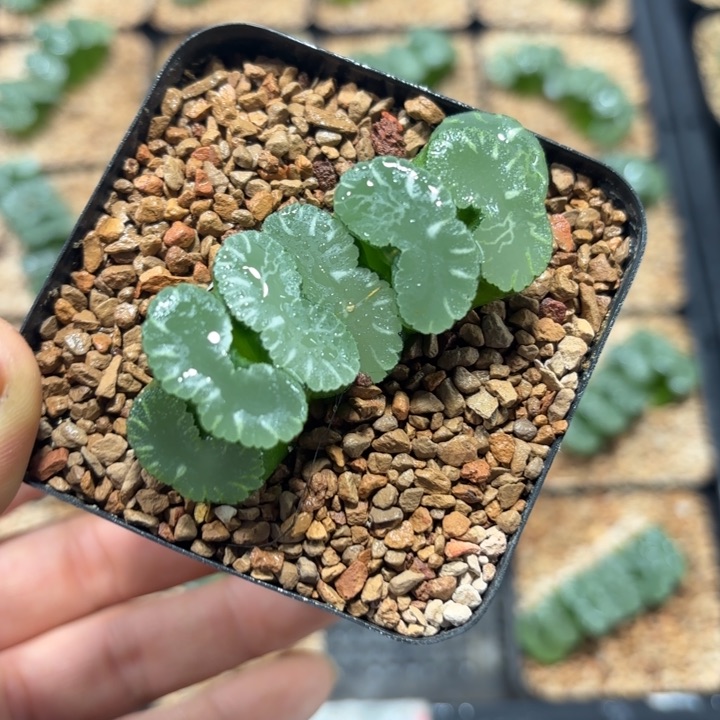狮子舞玉扇多肉植物