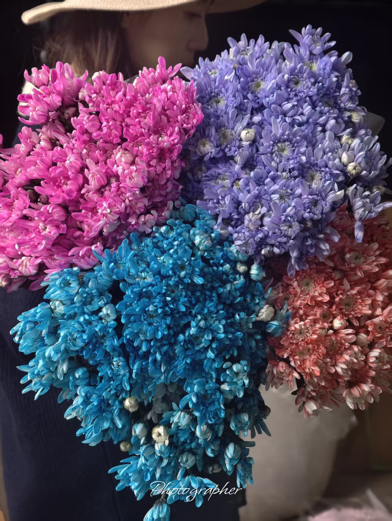 A级稀有莲花小雏菊
