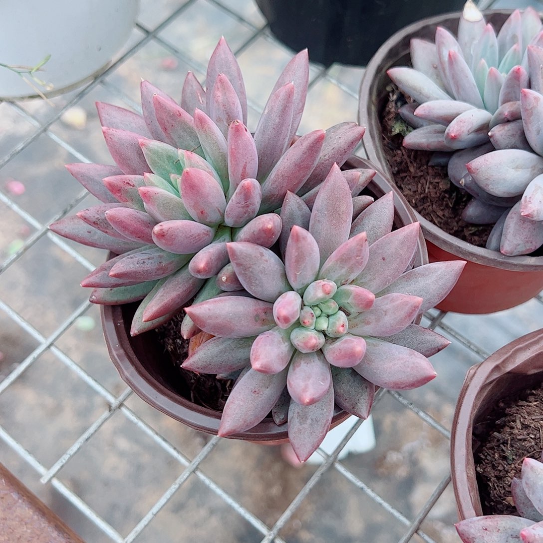 红蜻蜓双头精品特价