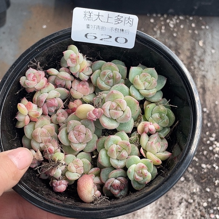 糕大上多肉植物620