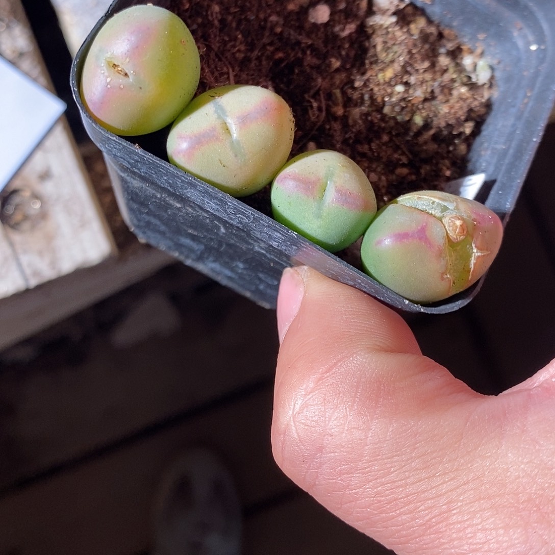 1318。 一颗桃割娘杂交。  