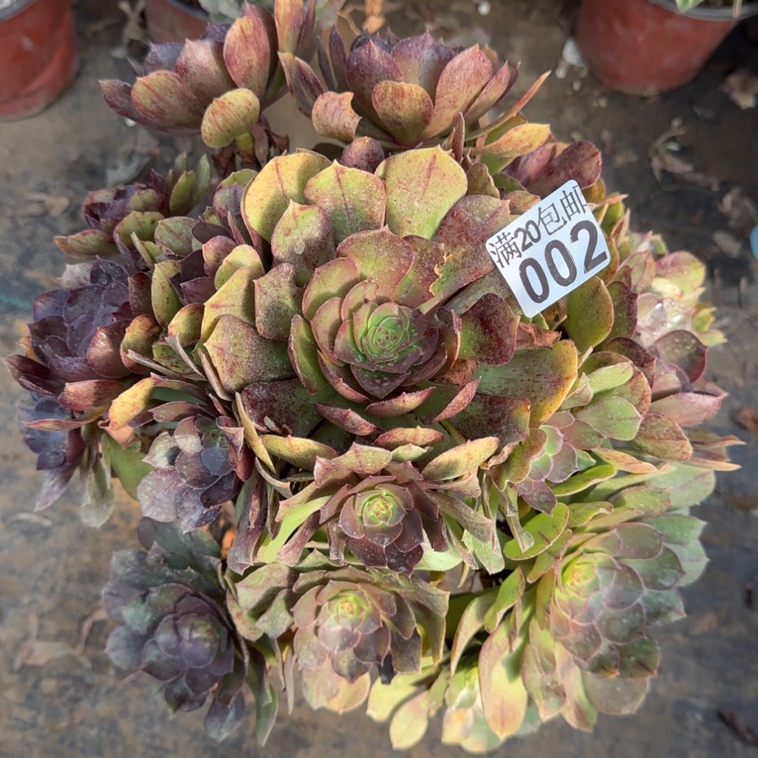 沙拉万002满20包邮断枝不包