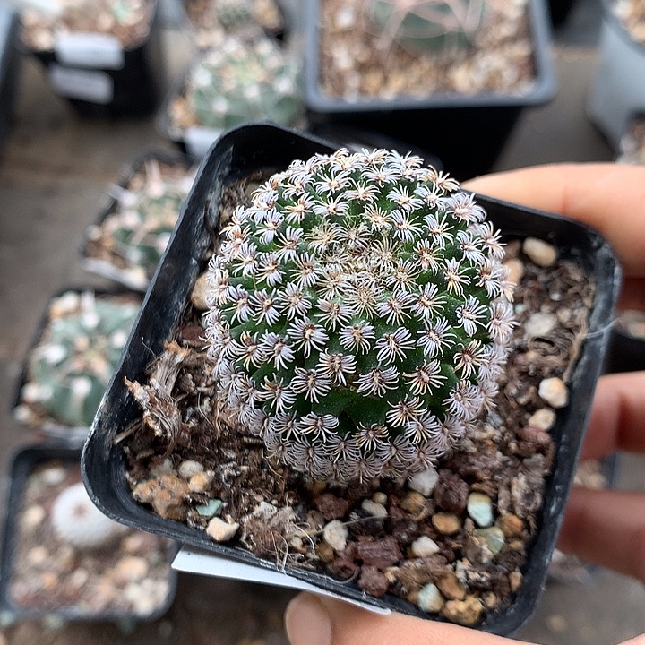 188 实生克氏丸4.1厘米 球体微瑕