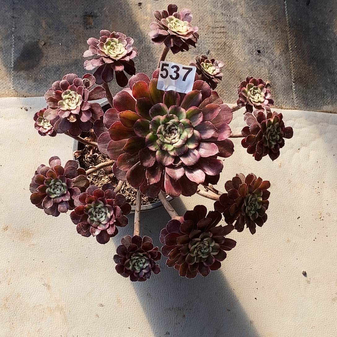 537黑天使冠服30公分