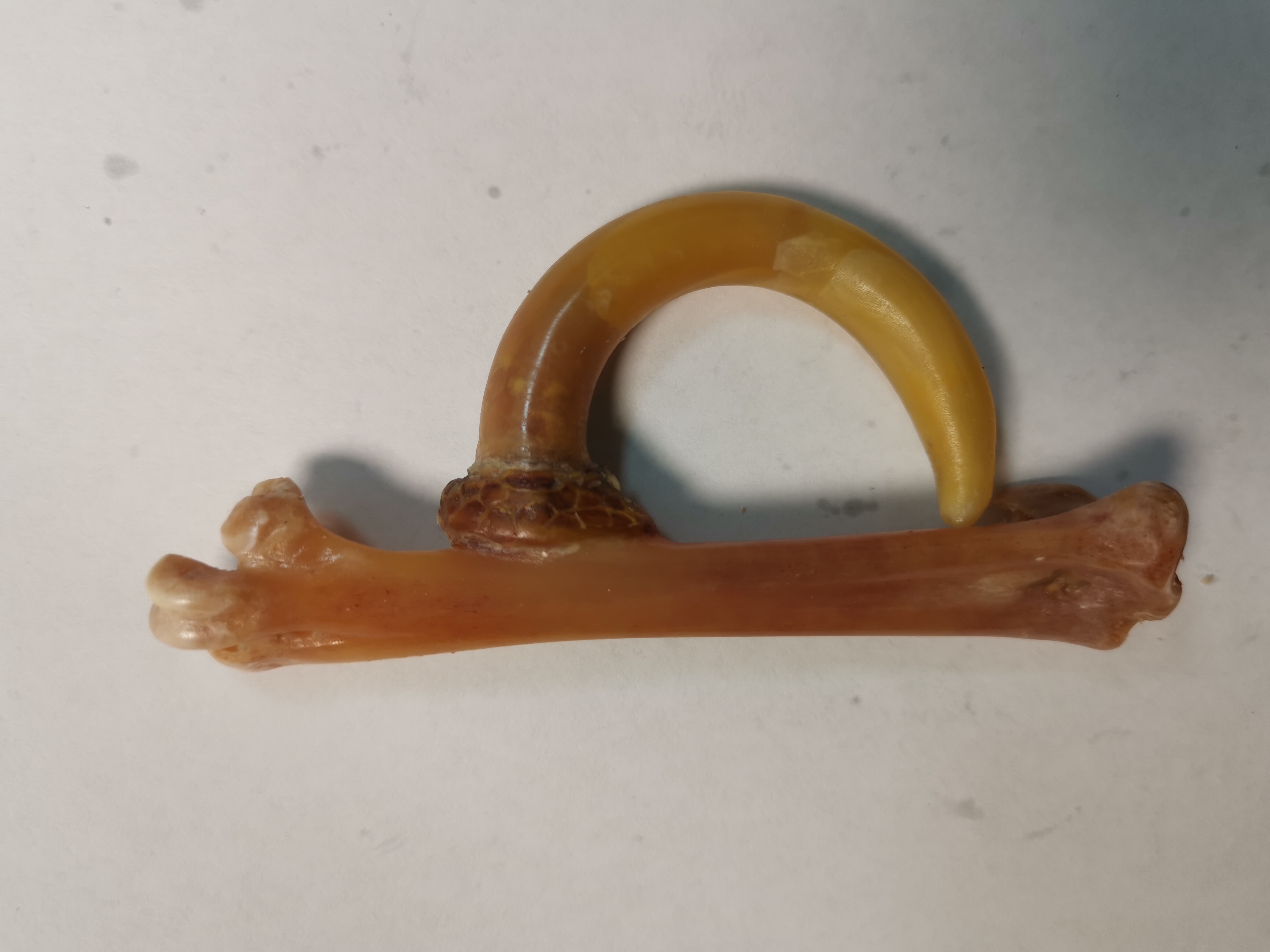 鸡凳子工艺品，单只蜜蜡黄大弯钩，精品制作，物有所值