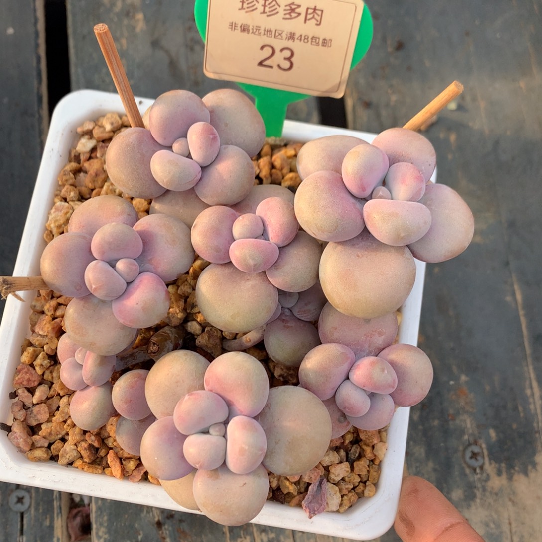 腰子蛋老桩一物一拍23