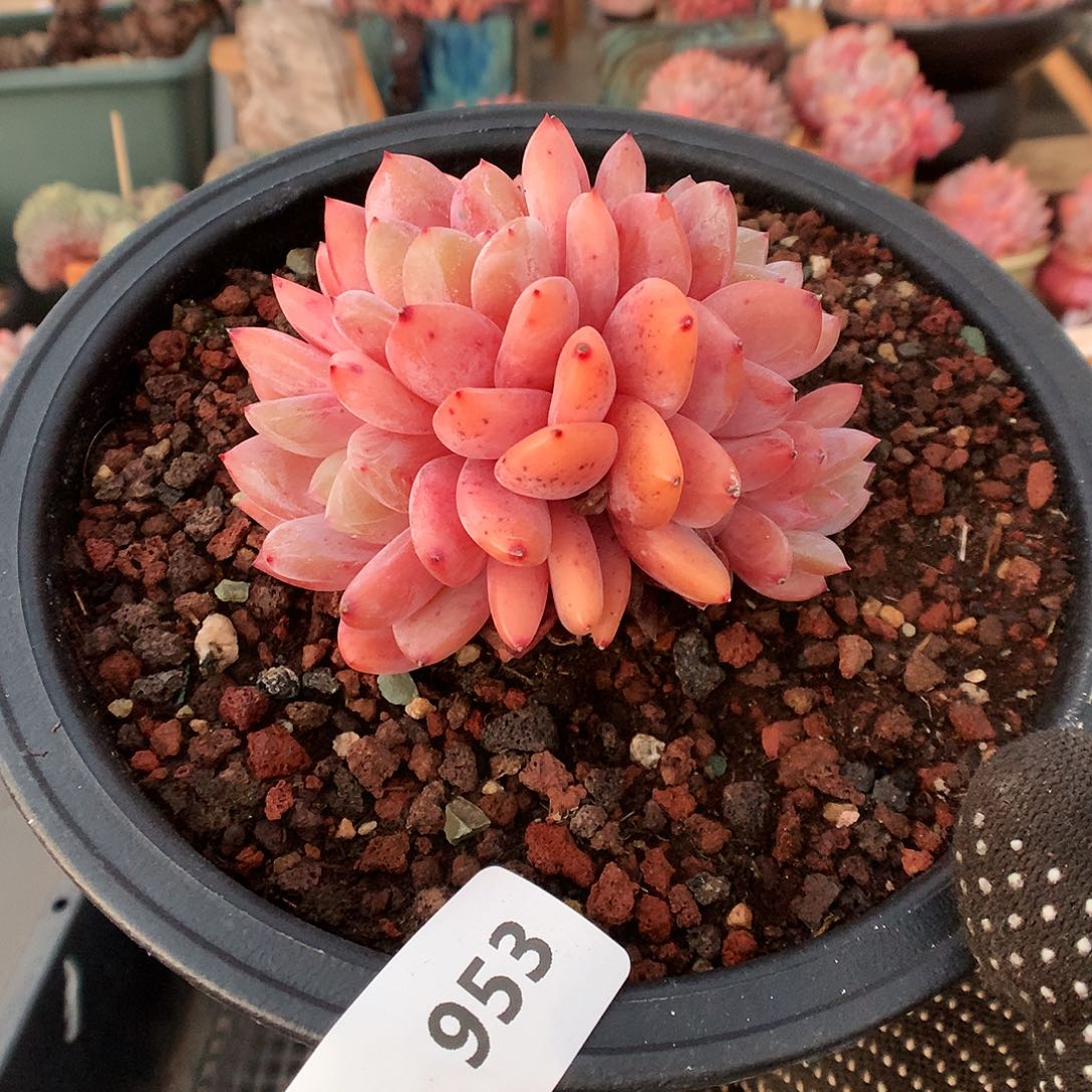 953雪天使多肉植物666