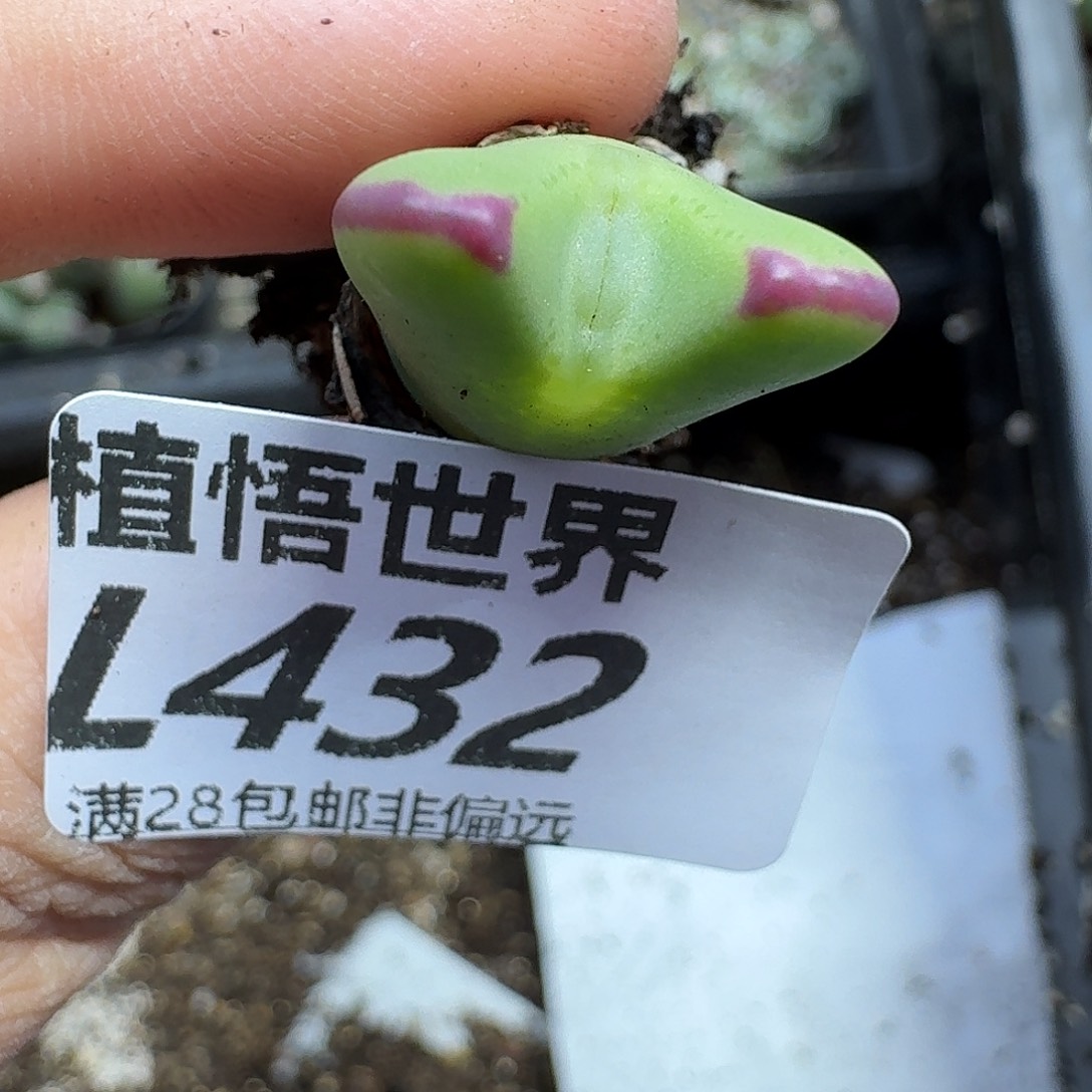 多肉植物的人生gbn