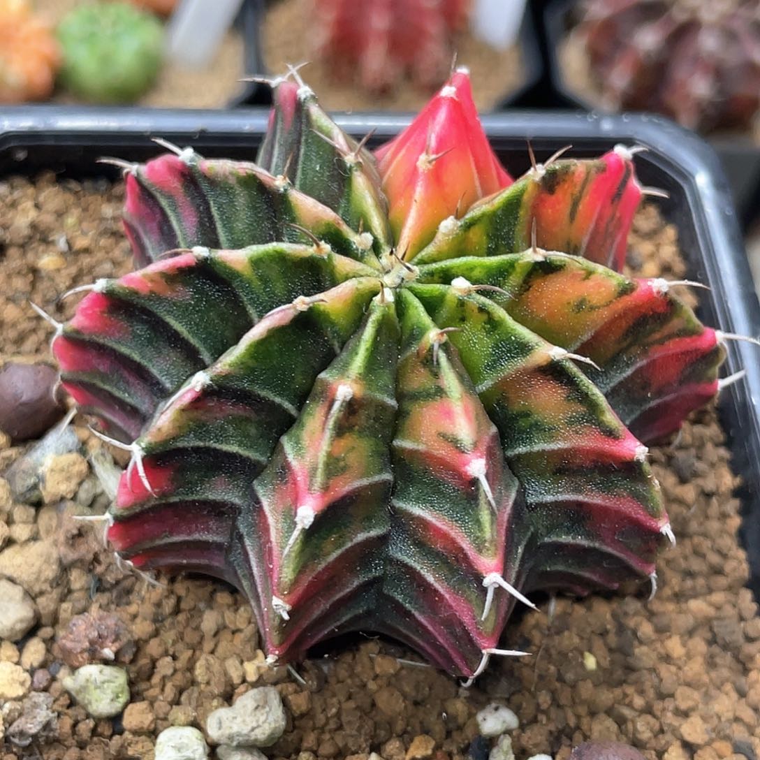 泰系实生根，红虎斑肋骨锦