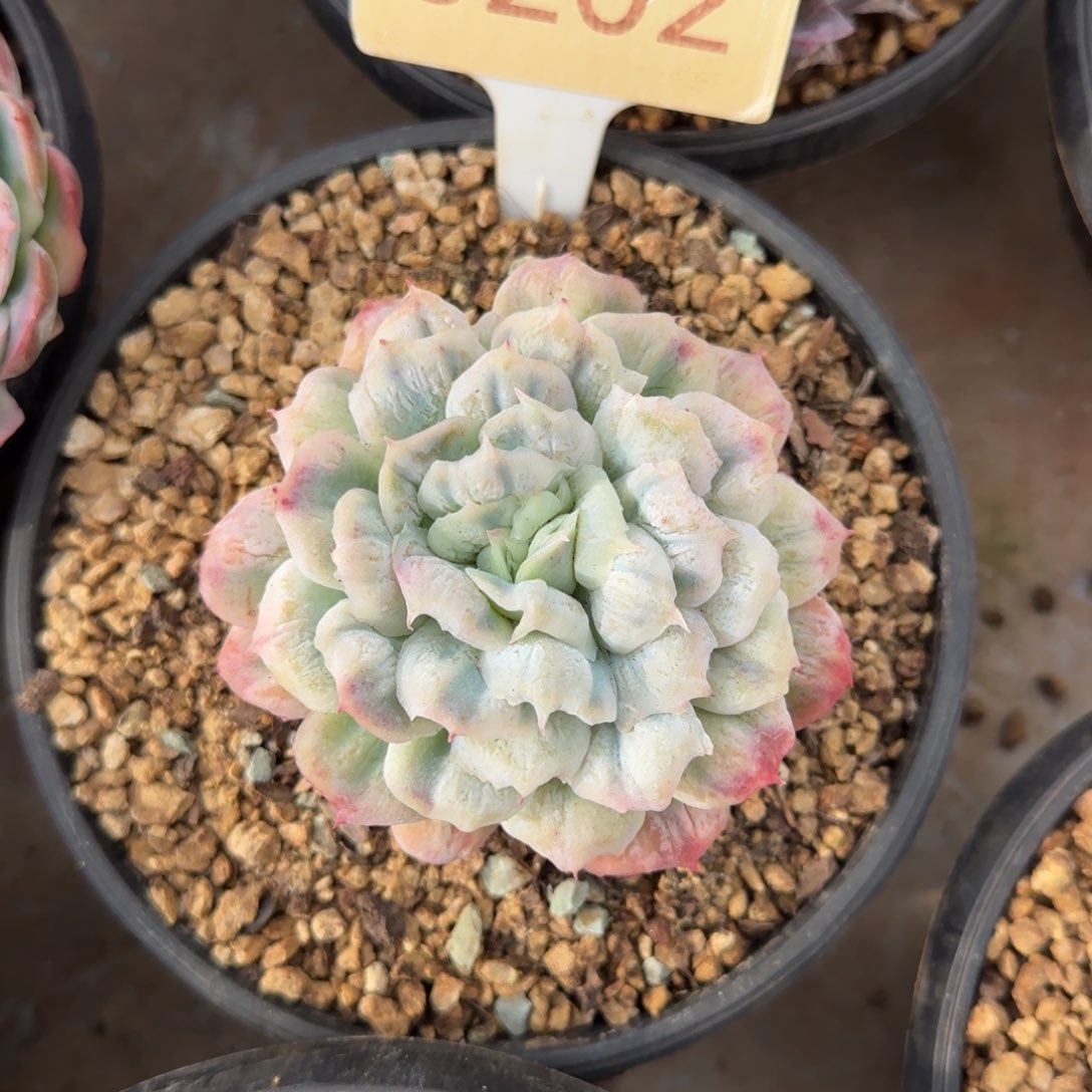 *****5202。      泡泡纱裙单头多肉