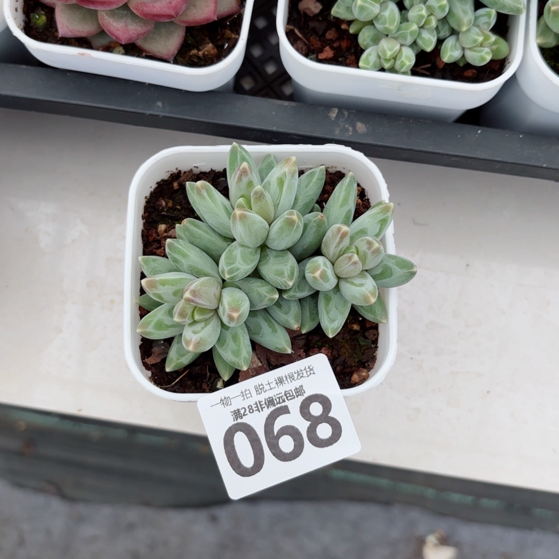 乌拉克拉无盆土发货