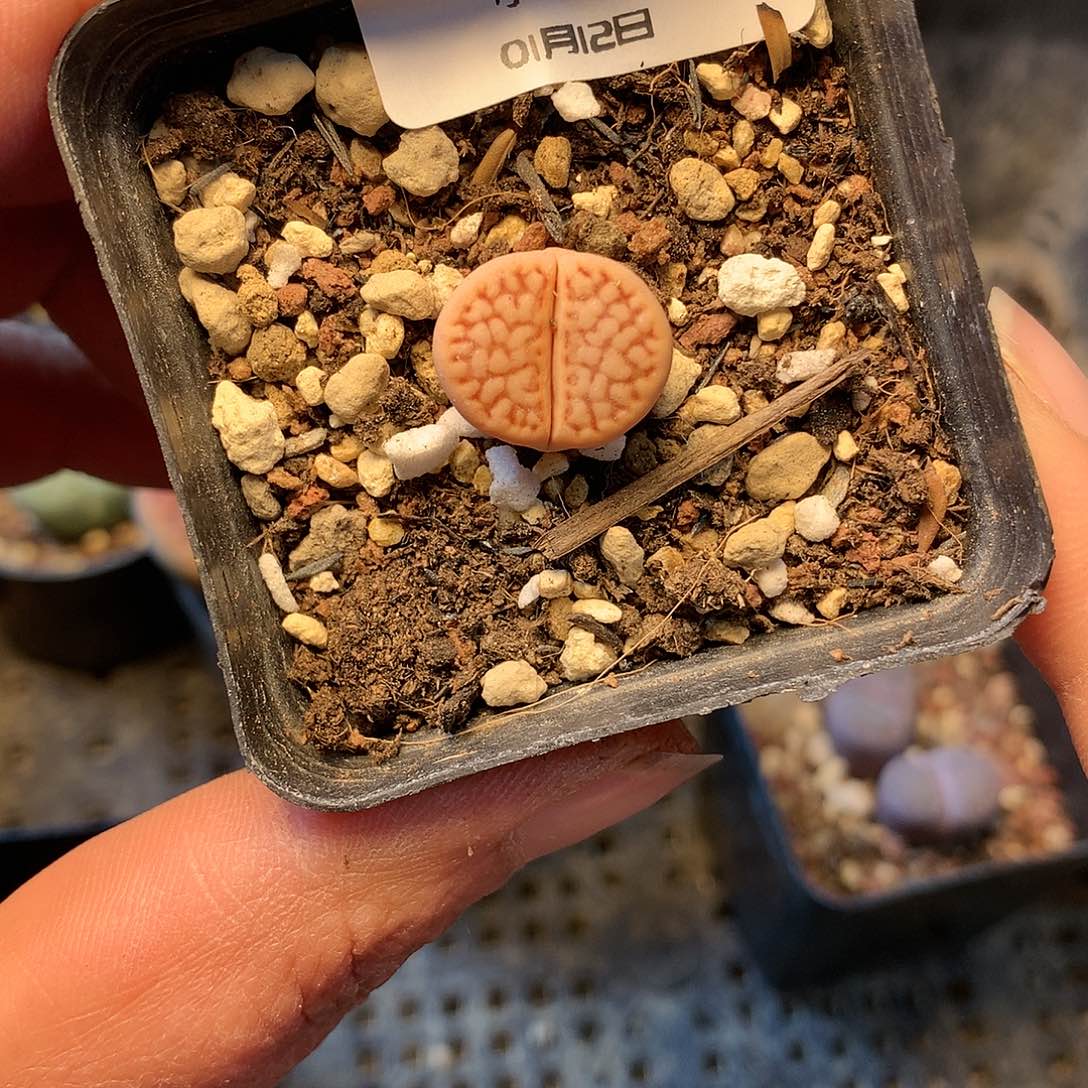 B336多肉植物保护研究所