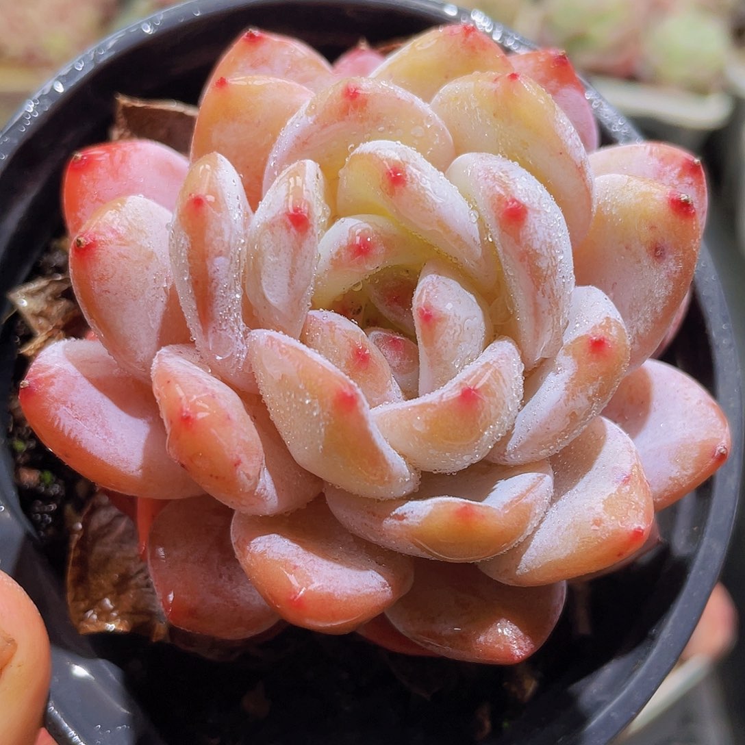 270 精品多肉一物一拍