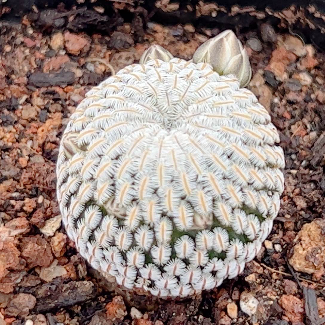 实生 白斜子仙人球