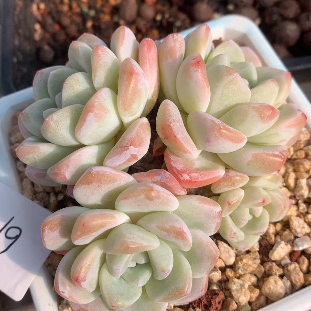 0205-61 老桩冰玉