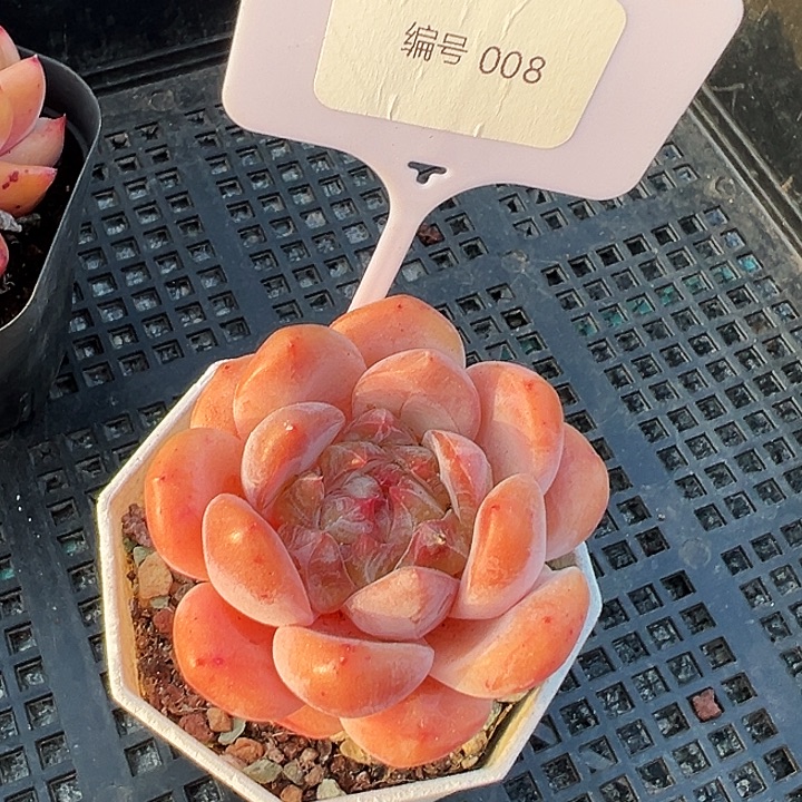 糖心        008号