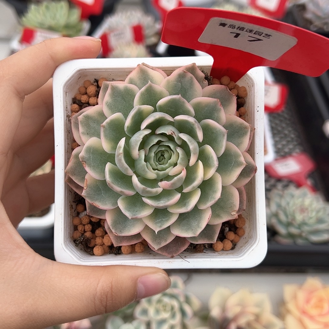 17号沙漠玫瑰锦多肉植物