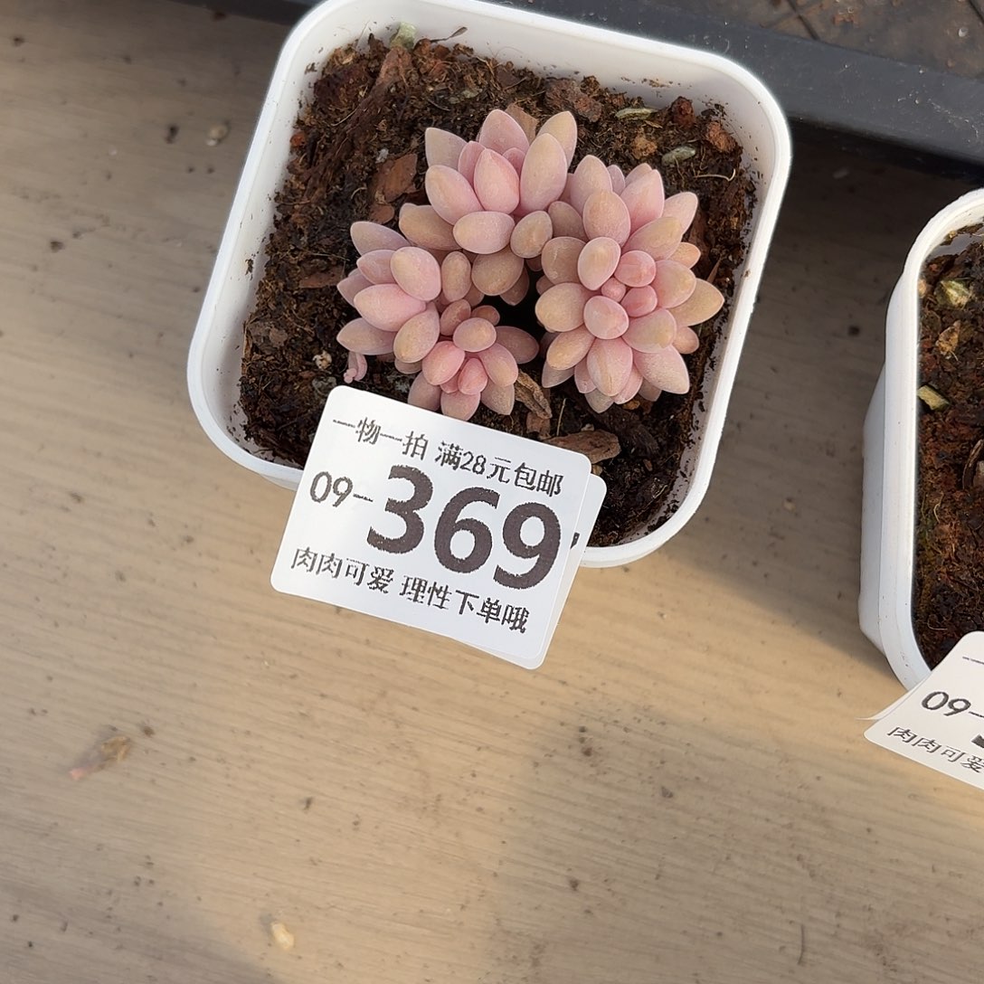 星黛露无盆无发货无