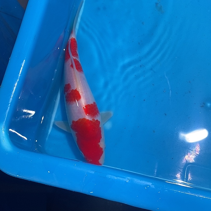 锦鲤纯种血统锦鲤观赏鱼