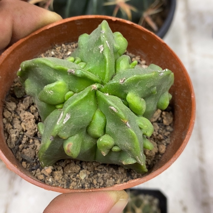 核桃特价福利包邮