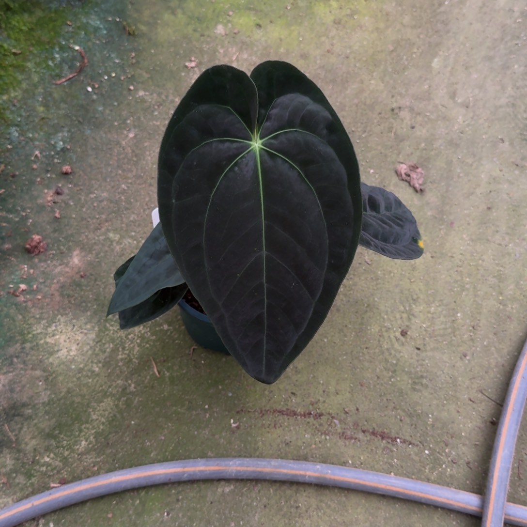无花朵印尼戴斯杂帝王