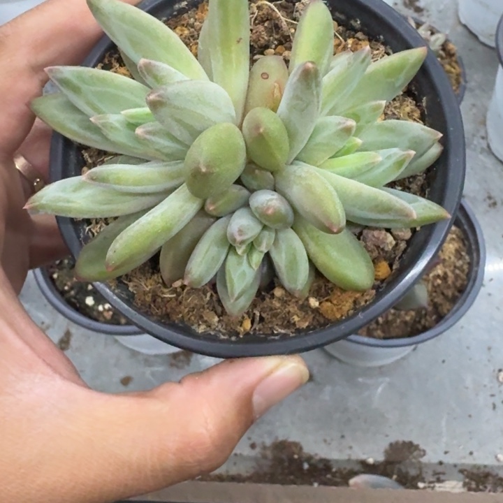 美人杂交 一物一拍