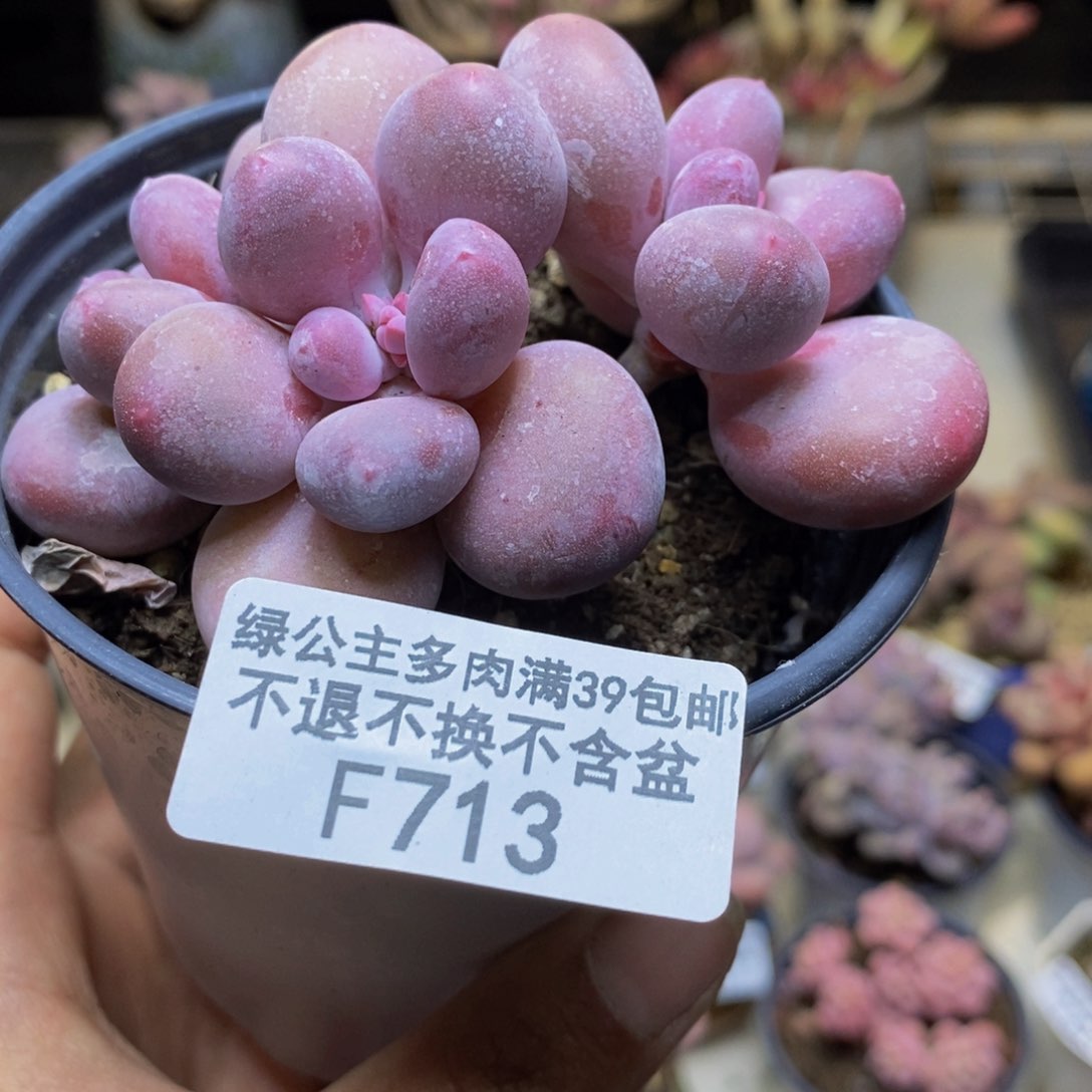 713蛋黄奶多肉7c m