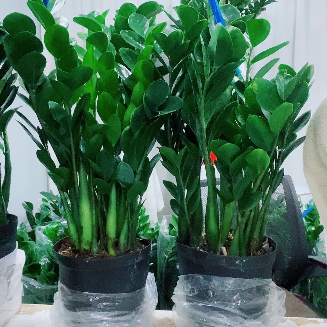 憧***来不开花植物21圆叶2盆