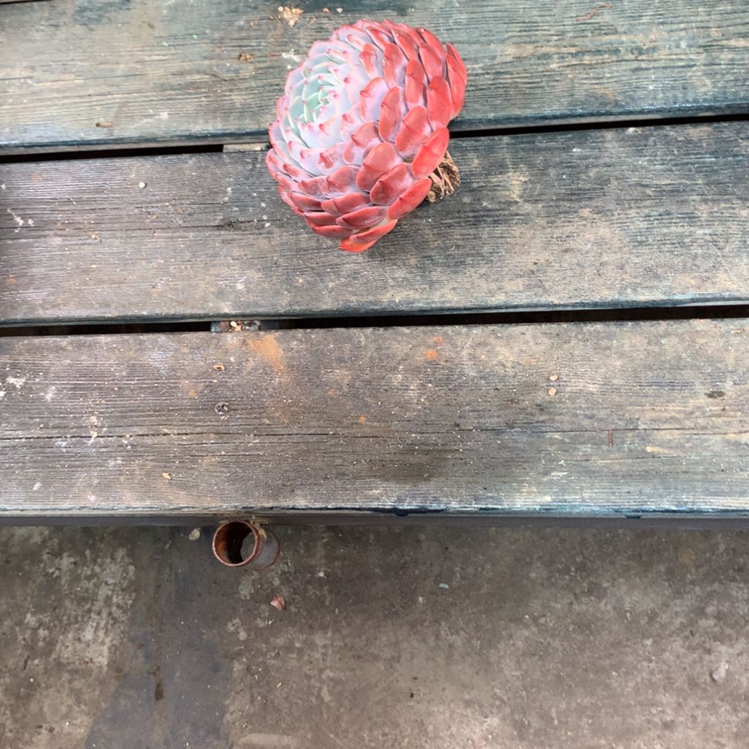 好***一物一拍一物一拍