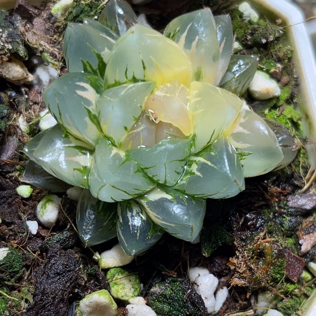 恭喜发财大吉大利0492