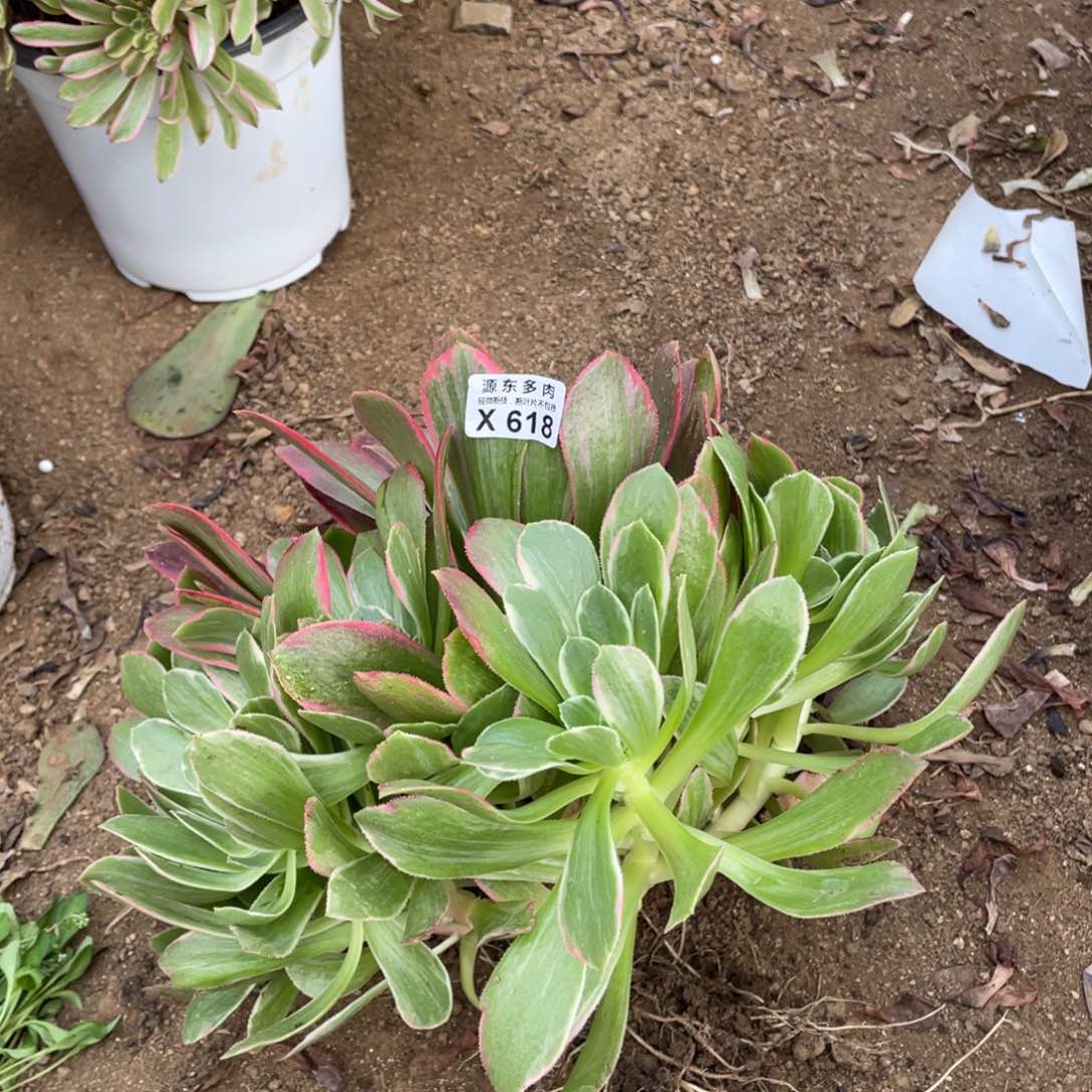 女妖多肉法师断枝不包