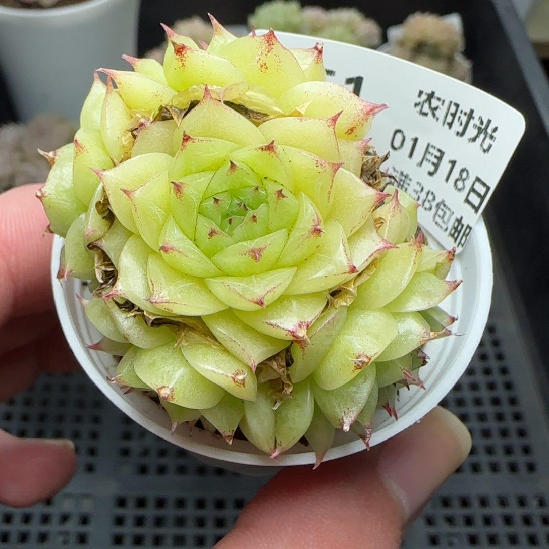 0118-251麦秆麦秆