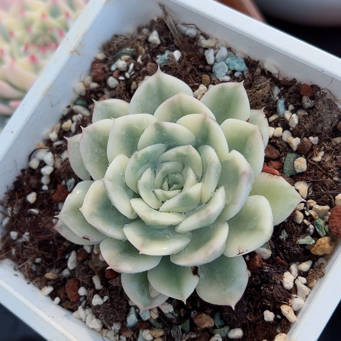 月亮仙子锦，覆轮锦