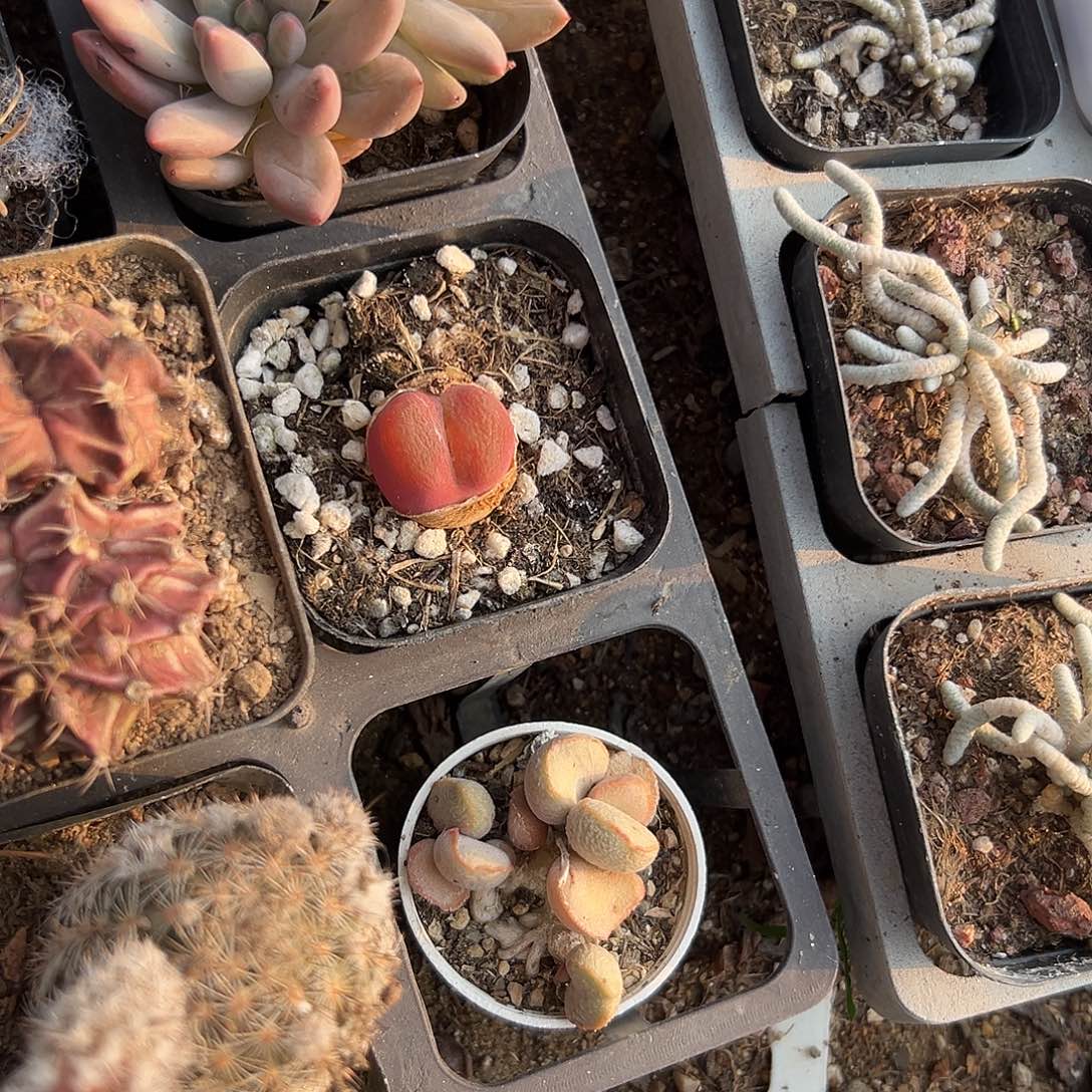 多肉植物单头毛汉尼