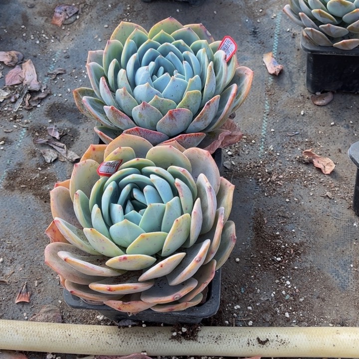 啊*罗凤橙单头两颗140盆